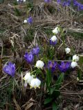 Leucojum vernum