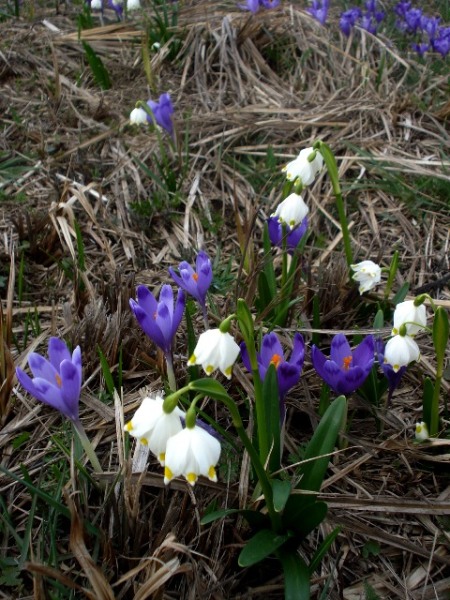 Изображение особи Leucojum vernum.