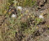 Centaurea diffusa