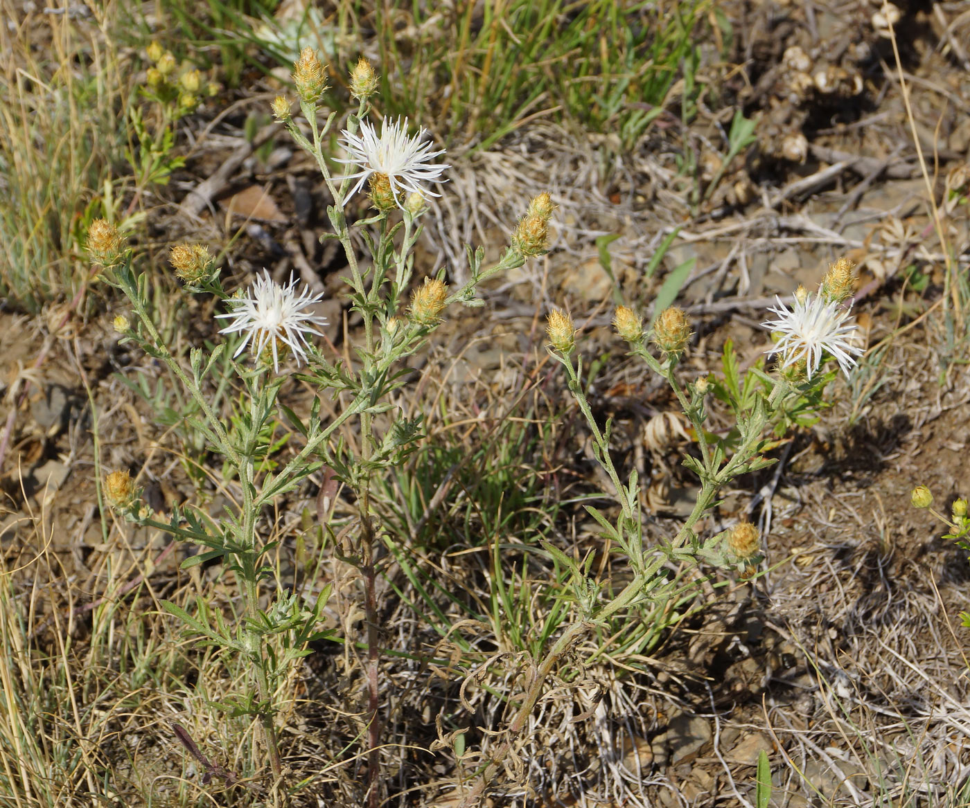 Image of Centaurea diffusa specimen.