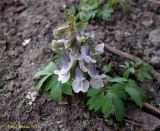 Corydalis solida