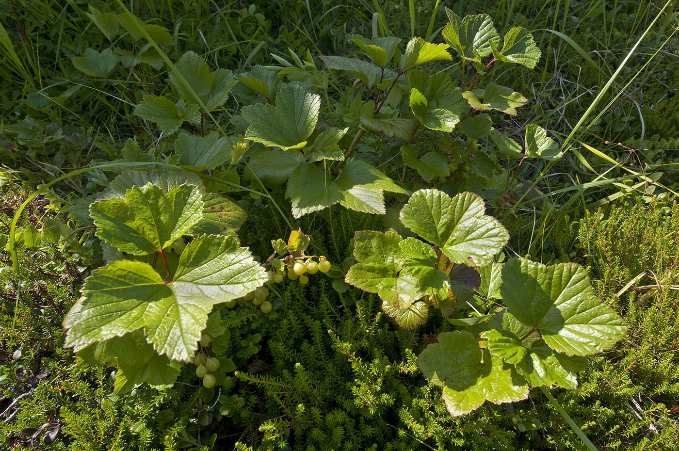 Image of Ribes procumbens specimen.