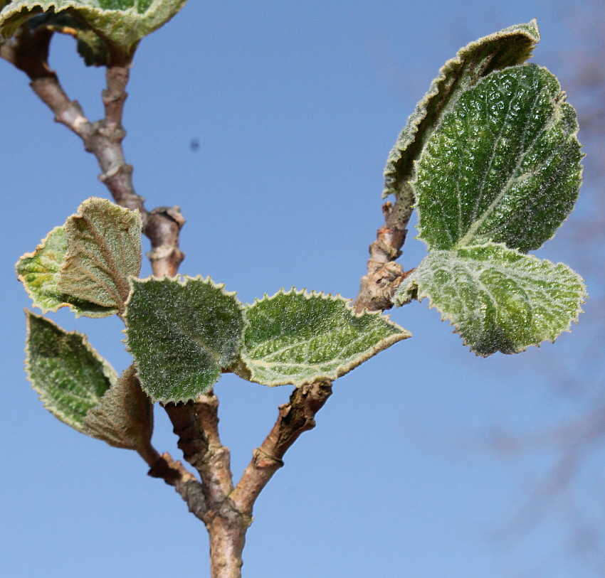 Изображение особи Viburnum carlesii.