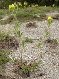 Potentilla callieri