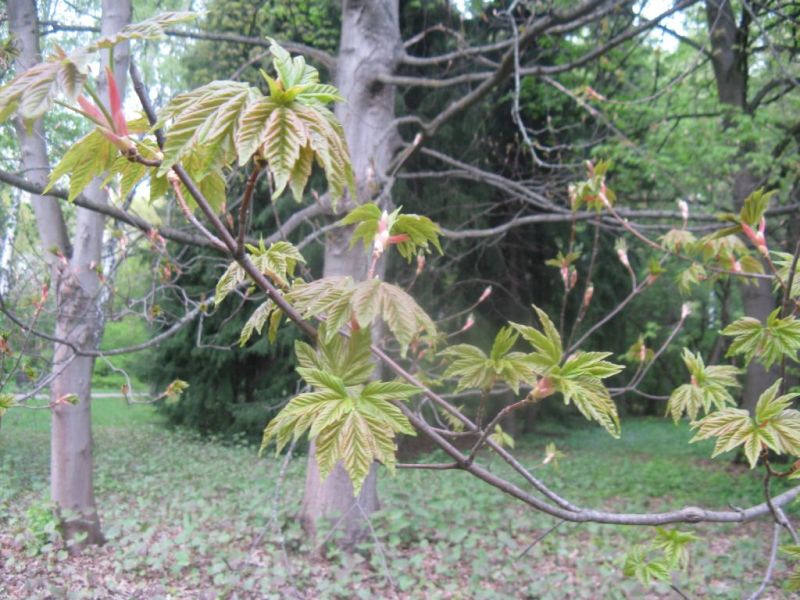 Image of Acer heldreichii specimen.