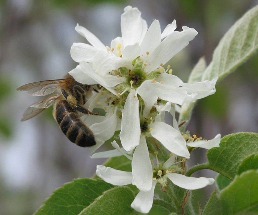 Image of Amelanchier ovalis specimen.