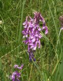 Vicia tenuifolia. Соцветия. Украина, г. Запорожье, пос. Солнечный, балка. 17.05.2014.
