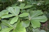 Rodgersia aesculifolia. Листья. Москва, ГБС РАН. 02.06.2014.