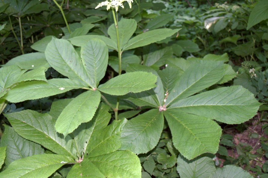 Image of Rodgersia aesculifolia specimen.