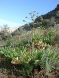 Ferula diversivittata. Расцветающее растение. Узбекистан, Нуратинские горы, северный склон хребта Актау. 10.05.2013.