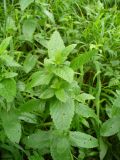 genus Mentha. Верхушка вегетирующего растения. Ставропольский край, г. Кисловодск, около дороги на Малое Седло, на высоте около 980 м н.у.м. (растение с пряным ароматом) (43°53′50,68″ с.ш., 42°44′51,2″ в.д.). 04.06.2014.