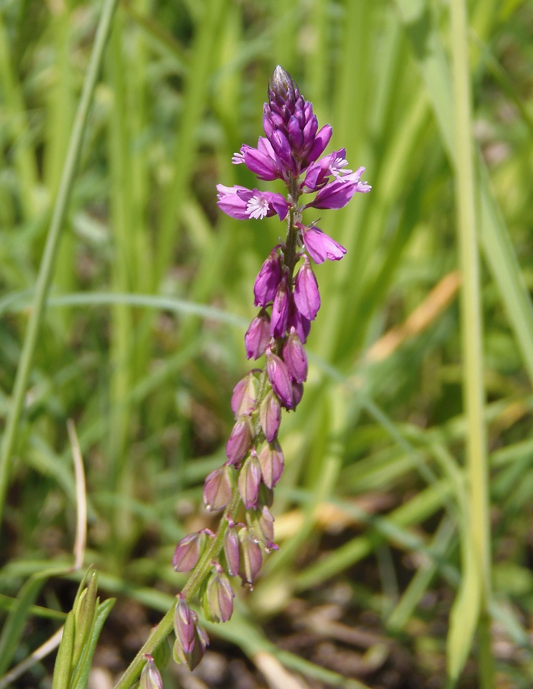Изображение особи Polygala comosa.