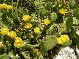 Opuntia humifusa