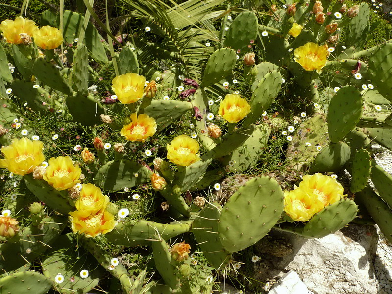 Image of Opuntia humifusa specimen.