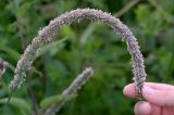 Phleum pratense. Соцветие (длина около 20 см). Видно, что при сгибании оно не распадается на лопасти. Киев, луг возле Святошинского озера. 2 июля 2014 г.