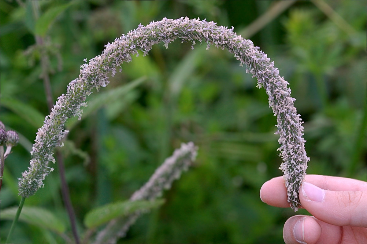 Image of Phleum pratense specimen.