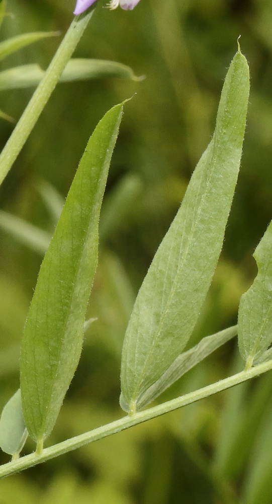 Image of Galega officinalis specimen.