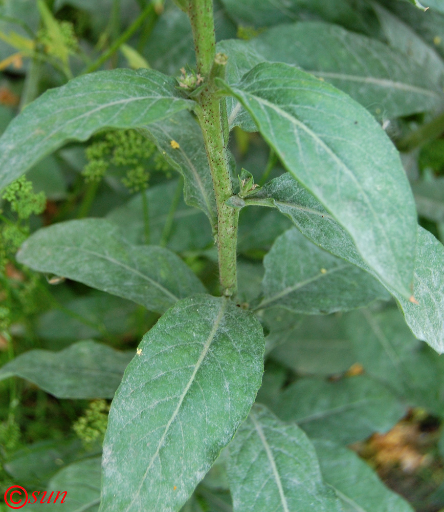 Image of Oenothera glazioviana specimen.