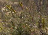 Chamaedaphne calyculata
