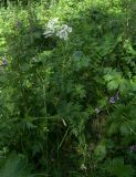 Heracleum chorodanum