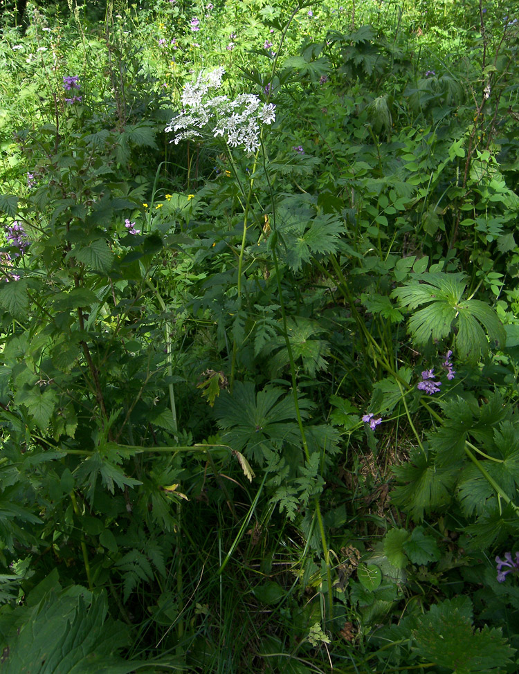 Изображение особи Heracleum chorodanum.