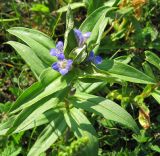 Gentiana cruciata