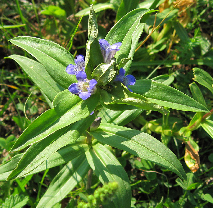 Изображение особи Gentiana cruciata.