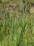 Typha latifolia