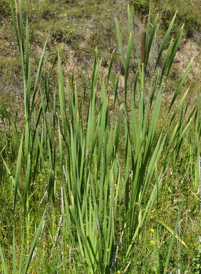 Изображение особи Typha latifolia.