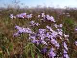 genus Limonium