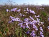 род Limonium