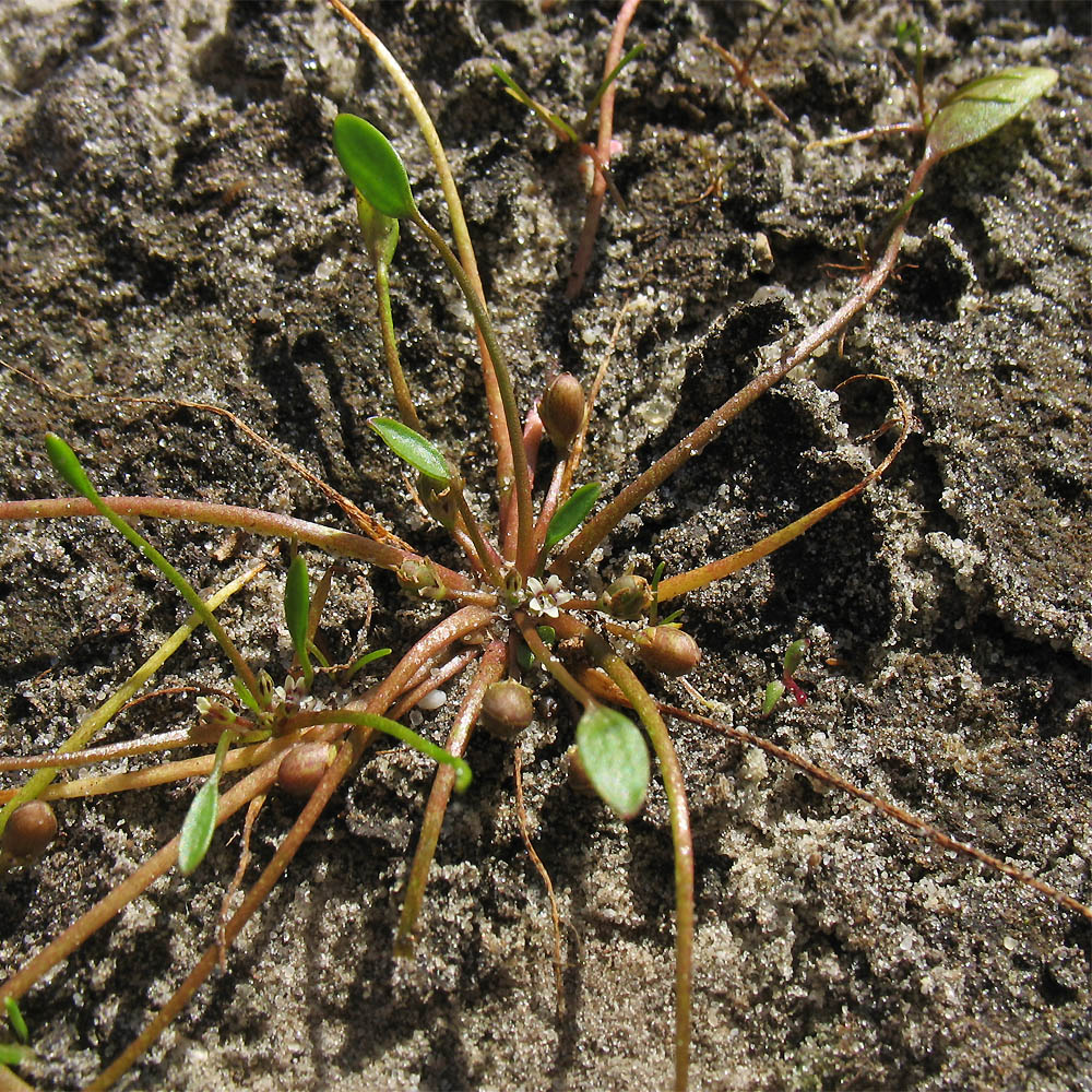 Image of Limosella aquatica specimen.