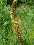 genus Eremurus. Соцветие. Узбекистан, г. Ташкент, Ботанический сад им. Ф.Н. Русанова. 27.04.2008.