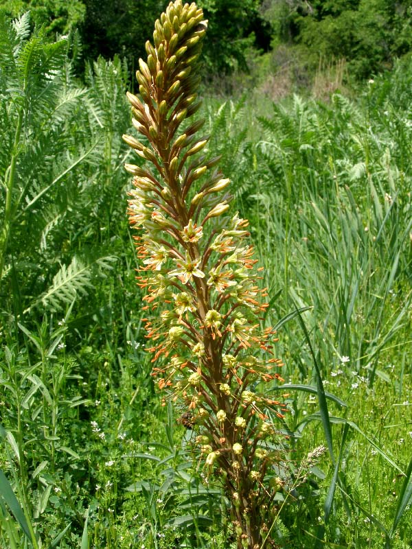 Image of genus Eremurus specimen.