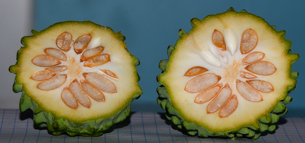 Изображение особи Annona × atemoya.