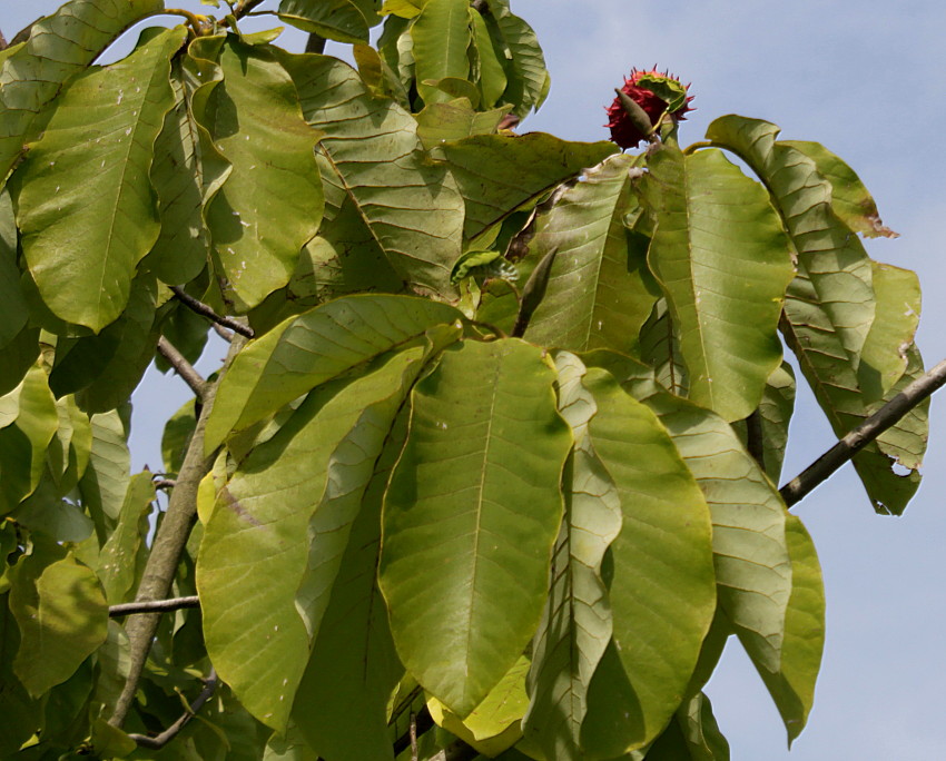 Image of Magnolia hypoleuca specimen.