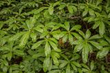 Rhododendron luteum