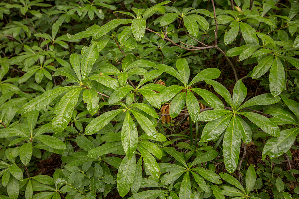 Image of Rhododendron luteum specimen.