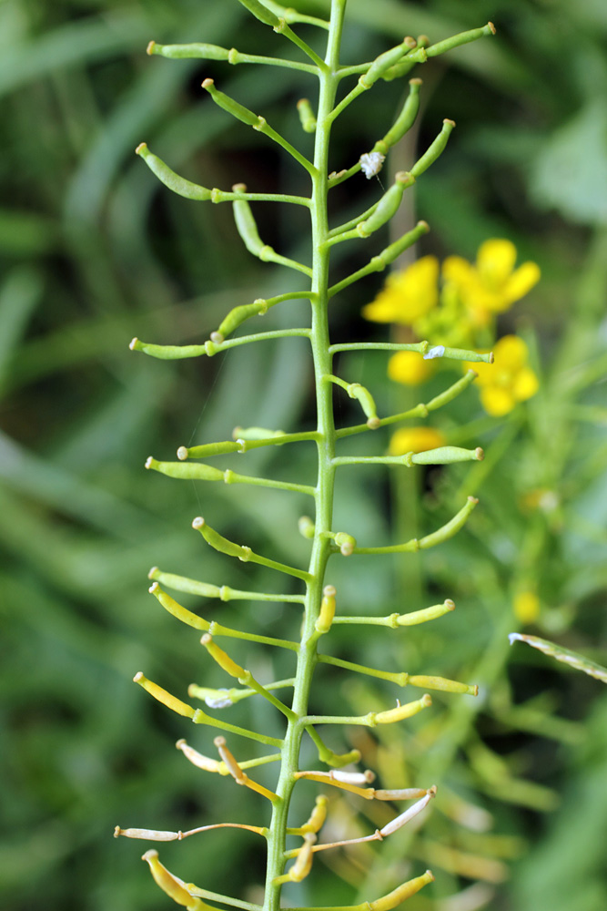 Изображение особи Rorippa sylvestris.