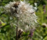 Cirsium heterophyllum. Осыпающиеся плоды-семянки. Московская обл., Раменский р-н, окр. ж.-д. платформы Хрипань, просека под ЛЭП. 13.07.2014.