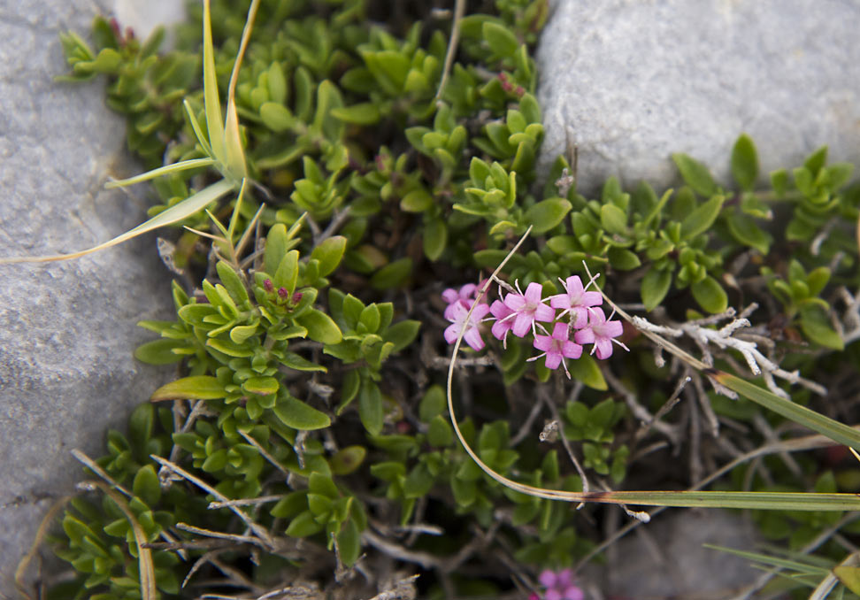 Image of Putoria calabrica specimen.