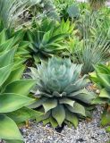 род Agave. Вегетирующее растение в сообществе с A. attenuata и Dasylirion wheeleri. Франция, Лазурный Берег, Ментона, в озеленении Музея Кокто. 21.07.2014.