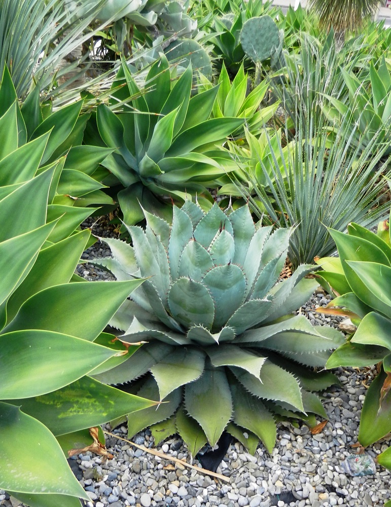 Image of genus Agave specimen.