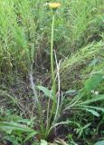 Taraxacum officinale