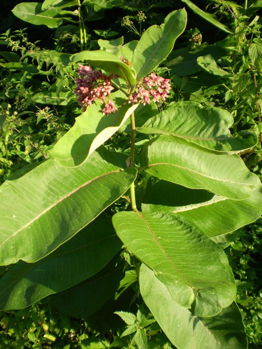 Изображение особи Asclepias syriaca.