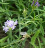 Medicago sativa