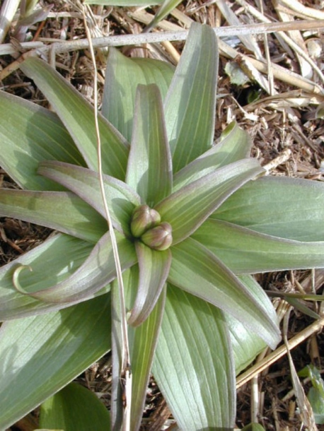 Изображение особи Fritillaria camschatcensis.