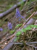 Corydalis ambigua