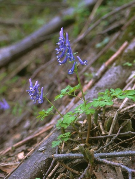 Изображение особи Corydalis ambigua.