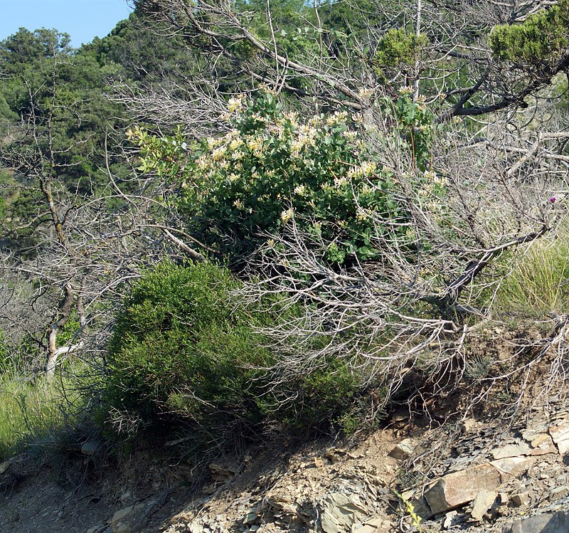 Image of Lonicera etrusca specimen.